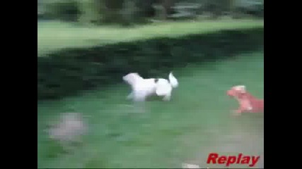 Куче не успява да прескочи храст и се забива в него
