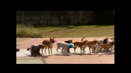 Кучета скачат на въже