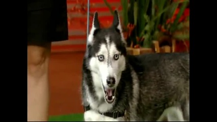 Говорещото хъски Mishka