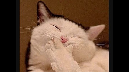 Funny cats