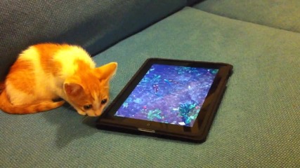 Котка играе на ipad (2-ра част)