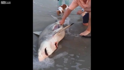 Мъж изважда 3 бебета акули от корема на мъртвата им майка