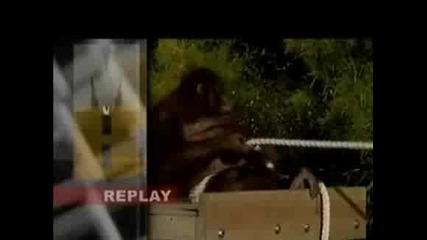 Sumo Wrestler Vs Female Orangutan