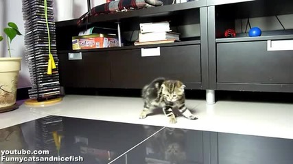 Funny dancing fighting kittens Боевые танцы