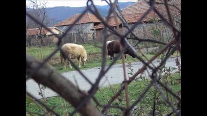 животните в село Божевци