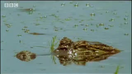 Bbc Jungle Piranha Fish Feeding Frenzy 