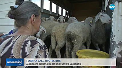Започва акция по даряване на агнета в района на село Шарково