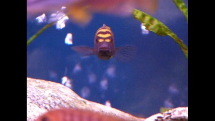 Мойте Pseudotropheus flavus