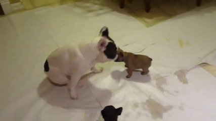 Френски булдог играе със своите кученца ..