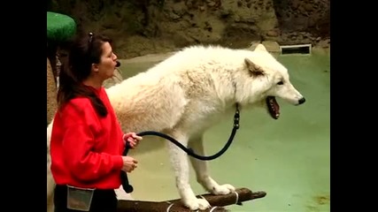 Zoo Wild Ones Show Alaskan Wolf 