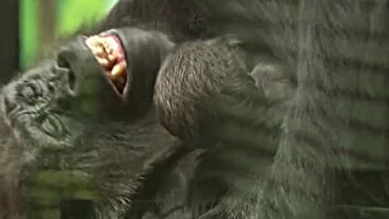 Бебе горила радва посетителите на лондонския зоопарк