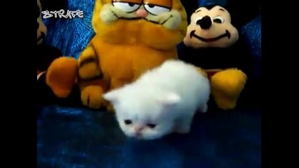 Малко сладко коте