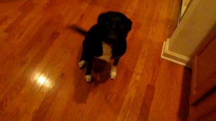 Breakdancing Dog 
