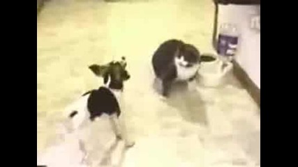 Котка и Куче се бият! - Много Смях