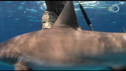 Как да се държим сред акули ! Discovery Channel 