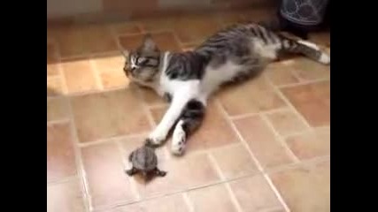 Игра на костенурка с коте