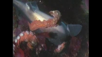 Shark vs. Octopus - - National Geographic.flv
