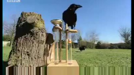 Amazing Raven intelligence test - Clever Critters - Bbc Animals