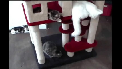 Котешка къща...