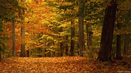 Красива есен - Chopin - Nocturne op.9 No.2 - авторски