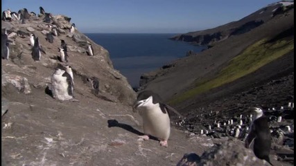 Пингвините в Антарктика 