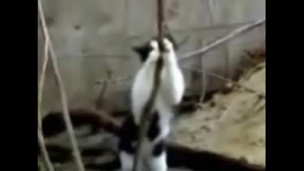 Котка Танцува Ли Ко Праи
