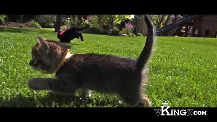 Летящи котета на забавен каданс + дъбстеп
