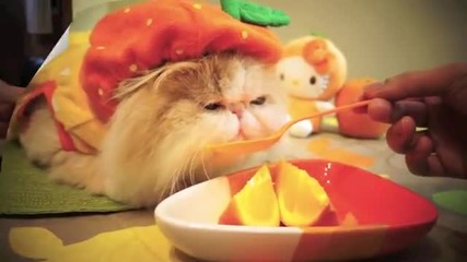 Много сладко котенце си похапва лимонче !