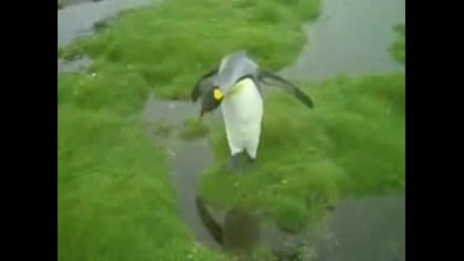 Смях - Пингвини пред ужасна дилема 