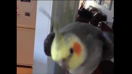 Папагал пее Dubstep ! Смях!
