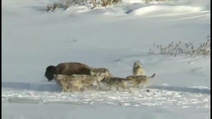 Бизон става плячка на вълци