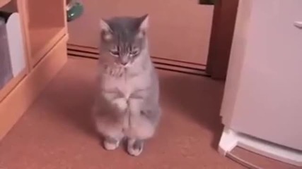 Танцуваща котка