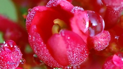 Sweet Morning Dew - Oliver Shanti