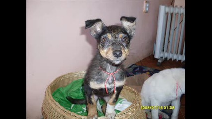 Adopt a special pet