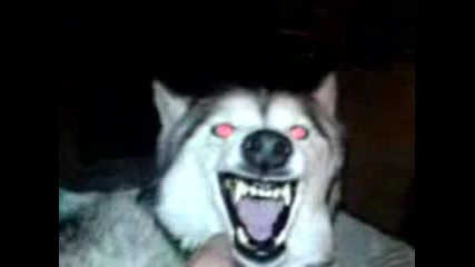 Mean Dog