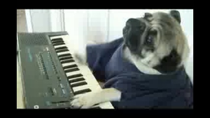 Куче пианист