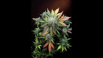 Dub Zero - Ganja Plant [for galo6kok] [ Dupstep 4ver ]