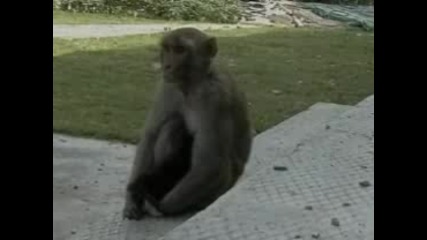 Monkey adops kitten