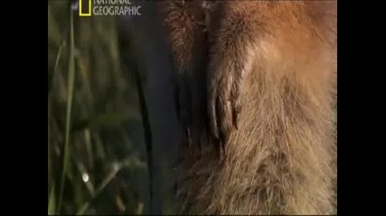 National Geographic. Дикая природа России. Сибирь. Ч.2 Hq