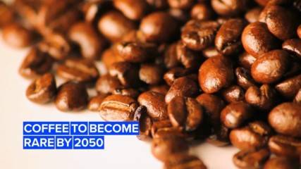 Coffee could become a luxury item by 2050