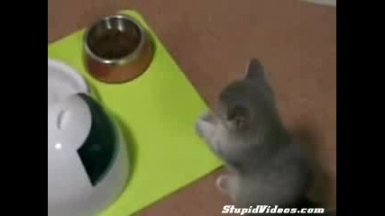 * Невероятно сладко коте иска храна ! *