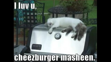 Много Смешни Котки