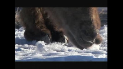 Planet Earth : Deserts : Wild Bactrian Camels