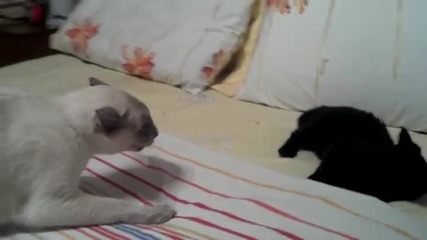 Ето как котка нададе боен рев срещу малкият си събрат