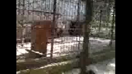 Zoo 1 Kneja