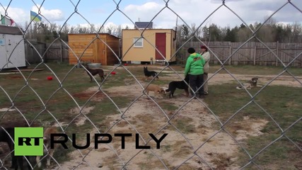 Ukraine: 70 dogs burnt ALIVE in suspected arson attack