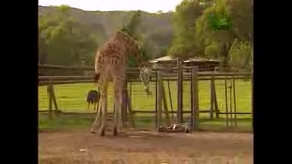 Growing Up Giraffe - Giraffe Birth