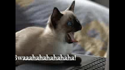 Very Funny Cats