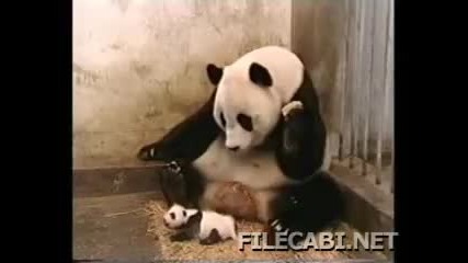Малка панда киха и плаши голямата (ако не се засмееш плащаш 100$) 