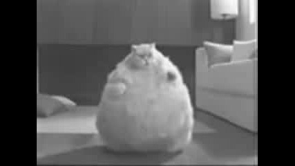 Много смешни котета 1 част